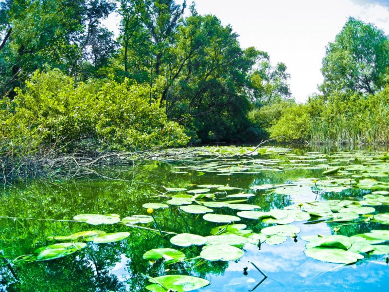 плавни кувшинки