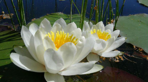 белая лилия