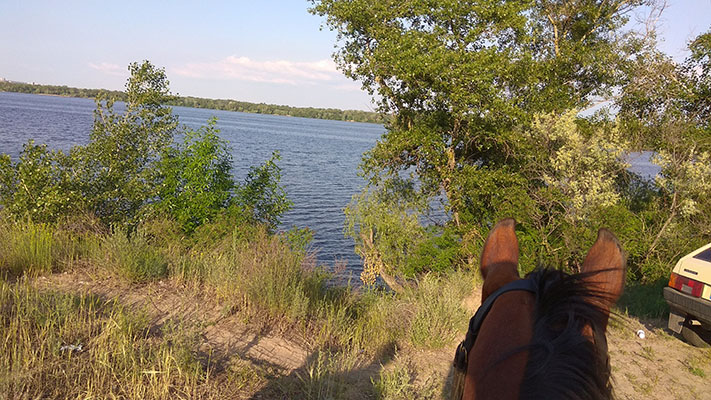 ушки лошади на берегу зелень